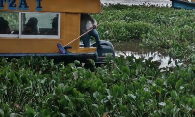 Lirio acuático retrasa cruce entre Villa Allende y Coatzacoalcos; provoca largas filas de usuarios