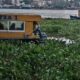 Lirio acuático retrasa cruce entre Villa Allende y Coatzacoalcos; provoca largas filas de usuarios