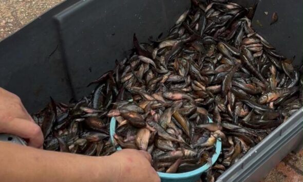 ¡Ya llegaron las nácaras a Minatitlán! Las venden desde 50 pesos el kilo
