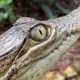 Liberan cinco animales silvestres en parque Ecológico Jaguaroundi de Coatzacoalcos; suman 139 ejemplares reincorporados a su hábitat durante 2026