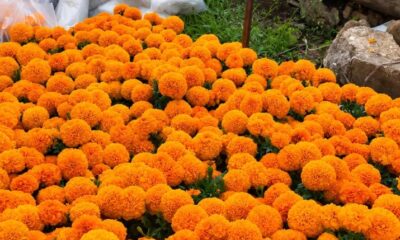 Ya venden flor de cempasúchil en Minatitlán; maceta cuesta 