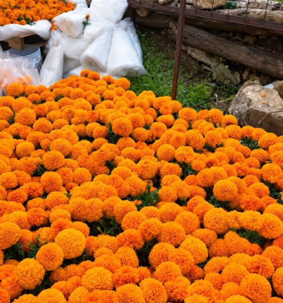 Ya venden flor de cempasúchil en Minatitlán; maceta cuesta 