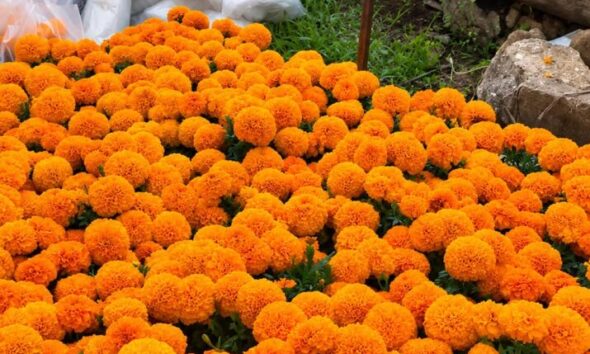 Ya venden flor de cempasúchil en Minatitlán; maceta cuesta 