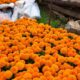 Ya venden flor de cempasúchil en Minatitlán; maceta cuesta 